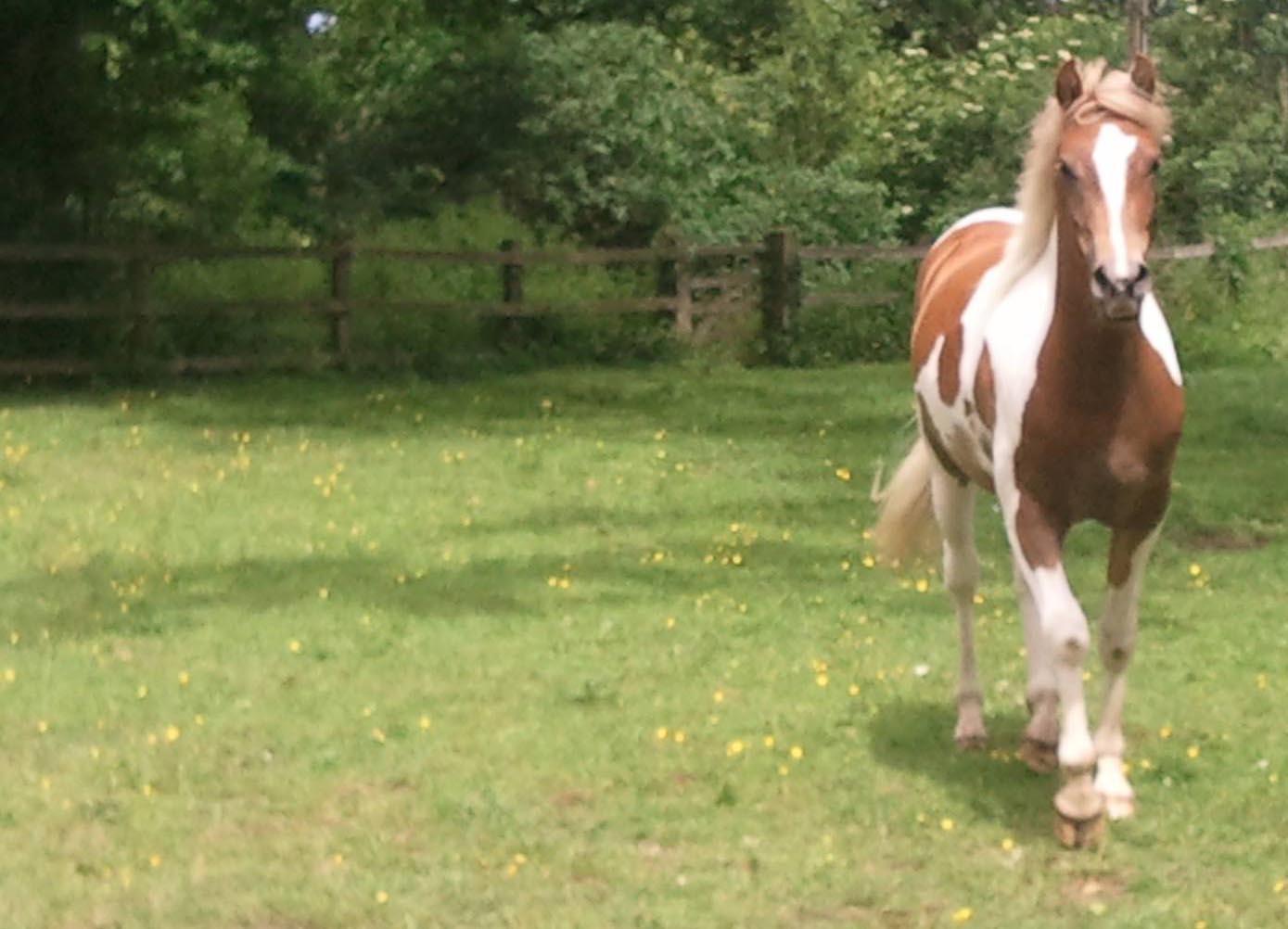 14.3HH skewbald Quantock X 4 year old gelding